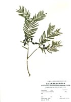 藏品(粗榧)的圖片